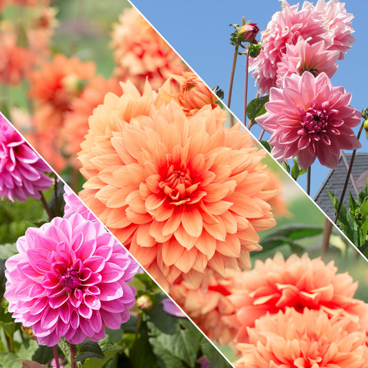 Grootbloemige Dahlia Mix - Bakker