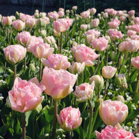 Verkoop Tulipa angélique - Dubbelbloemige tulp 'Angélique' (x10)