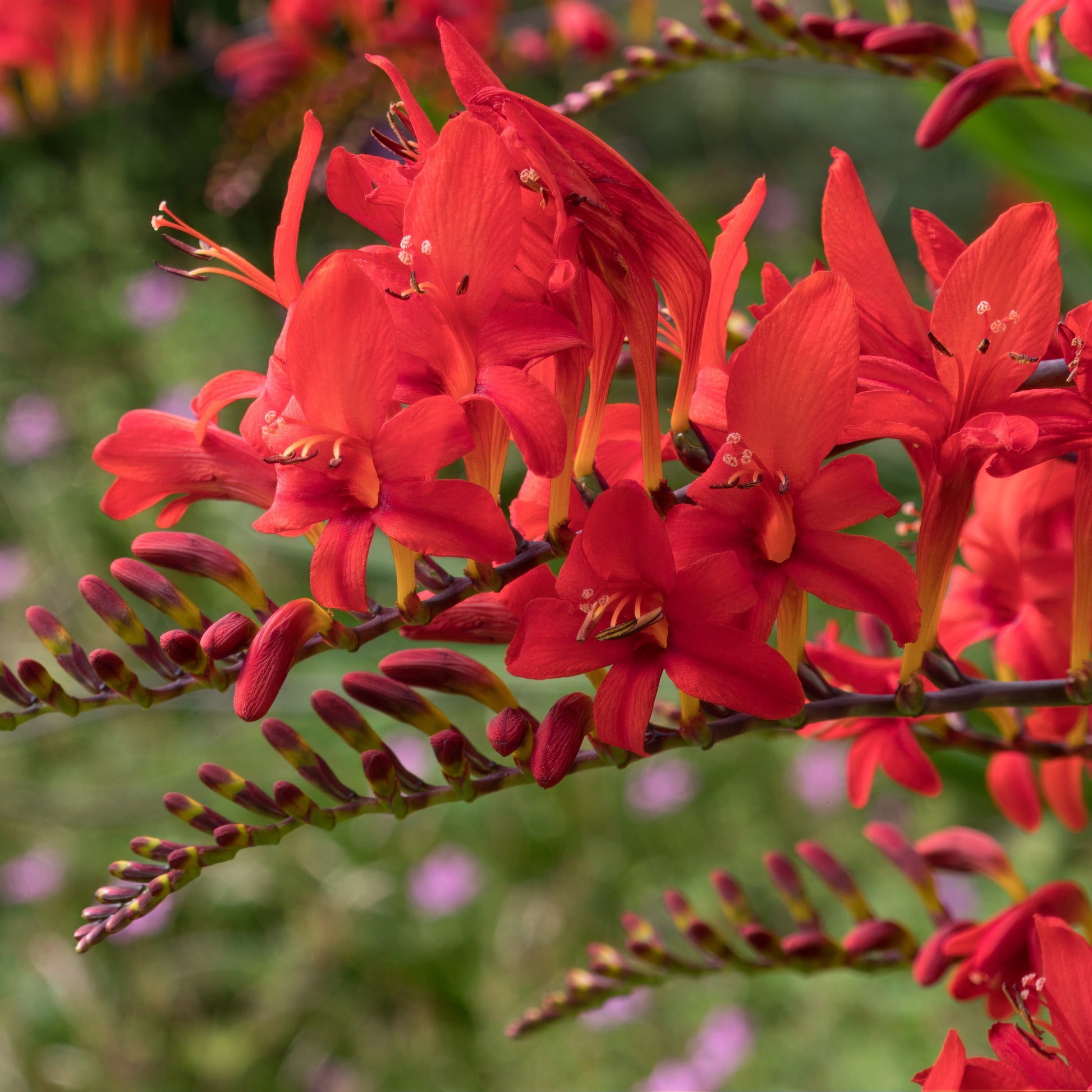 Crocosmia 'Lucifer' - knol kopen Crocosmia 'Lucifer' - knol kopen