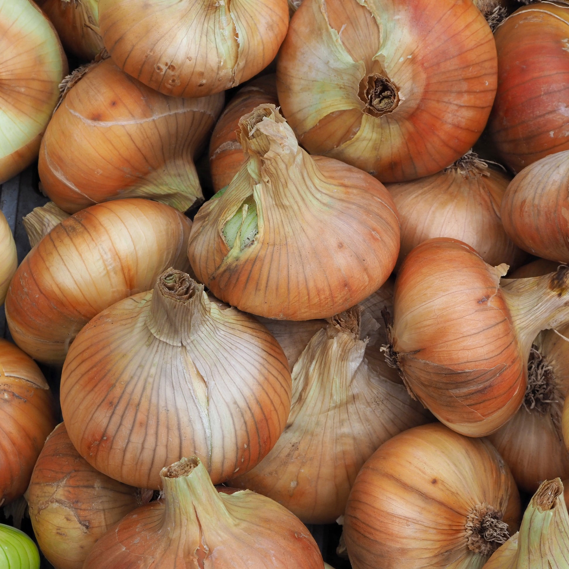 Uiencollectie: Sneeuwbal, Stuttgart, Brunswijk (x3) - Allium cepa snowball, stuttgart, brunswick - Bakker