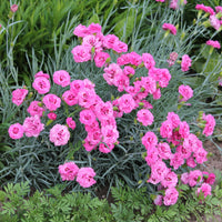 Grasanjer 'Fortuna' (x2) - Dianthus plumarius roseus - Bakker