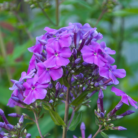 Vlambloem 'Amethyst'