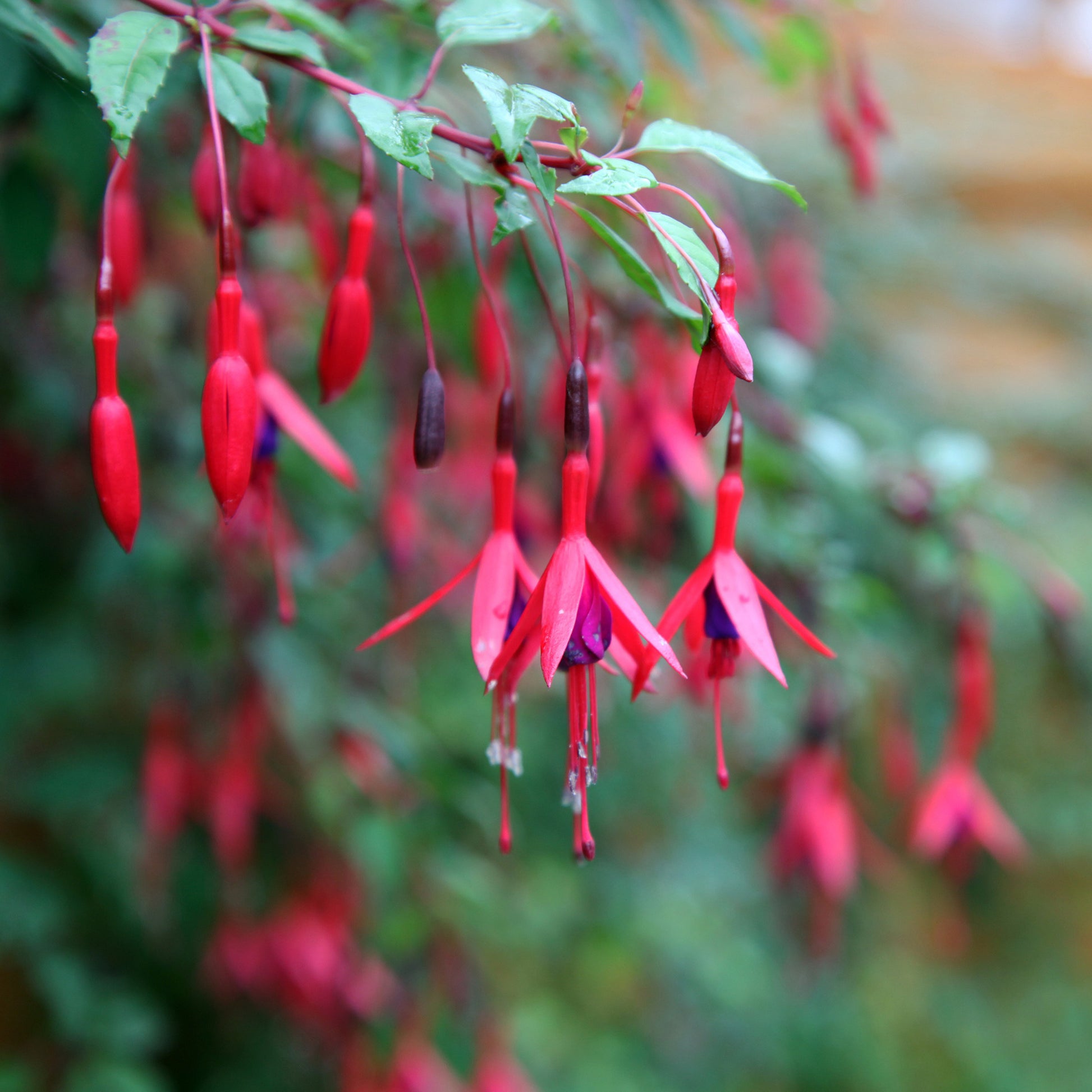 Bellenplant Mix 'Madame Cornelissen' + 'Brilliant' (x3) - Fuchsia Mme Cornelissen,  Brilliant - Perkplanten