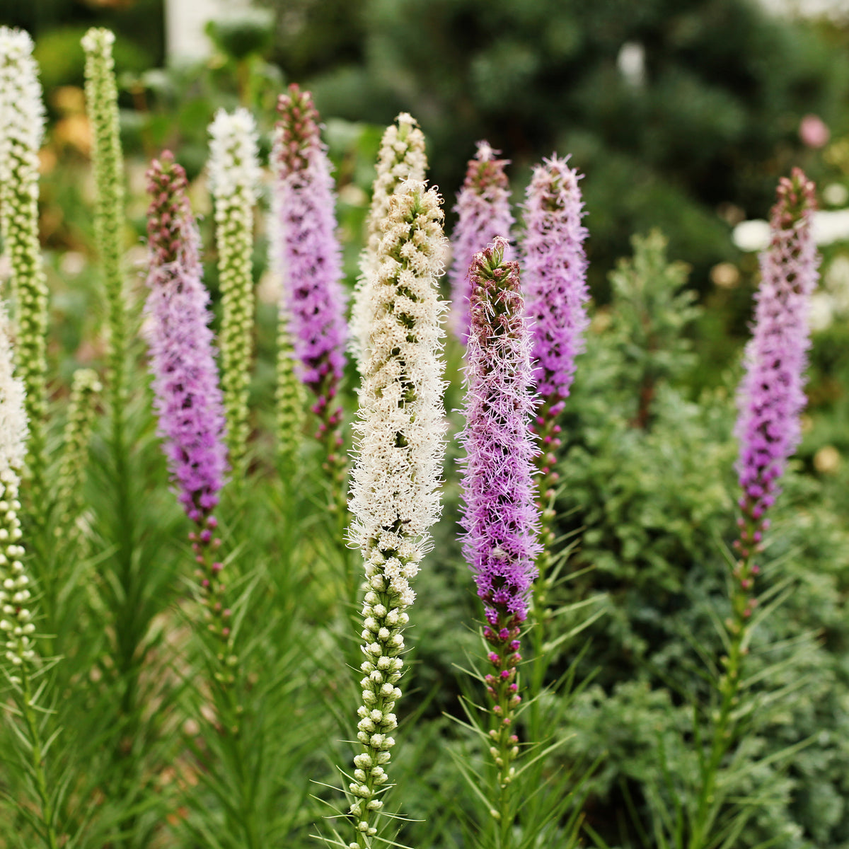 Delphinium, Phlox, Liatris, Gypsophila, Rudbeckia, Physostegia, Astilbe, Achillea - Vaste planten borderpakket - ca. 6 m² - Bloeiende borderpakketten