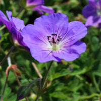 Verkoop Ooievaarsbek Himalaya - Geranium himalayense