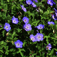 Ooievaarsbek Himalaya - Geraniums - Bakker