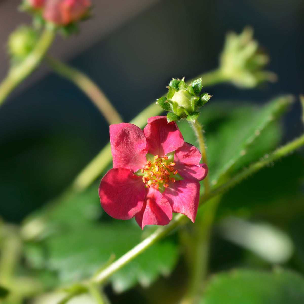 Verkoop Aardbei 'Toscana' (x3) - Fragaria x ananassa toscana