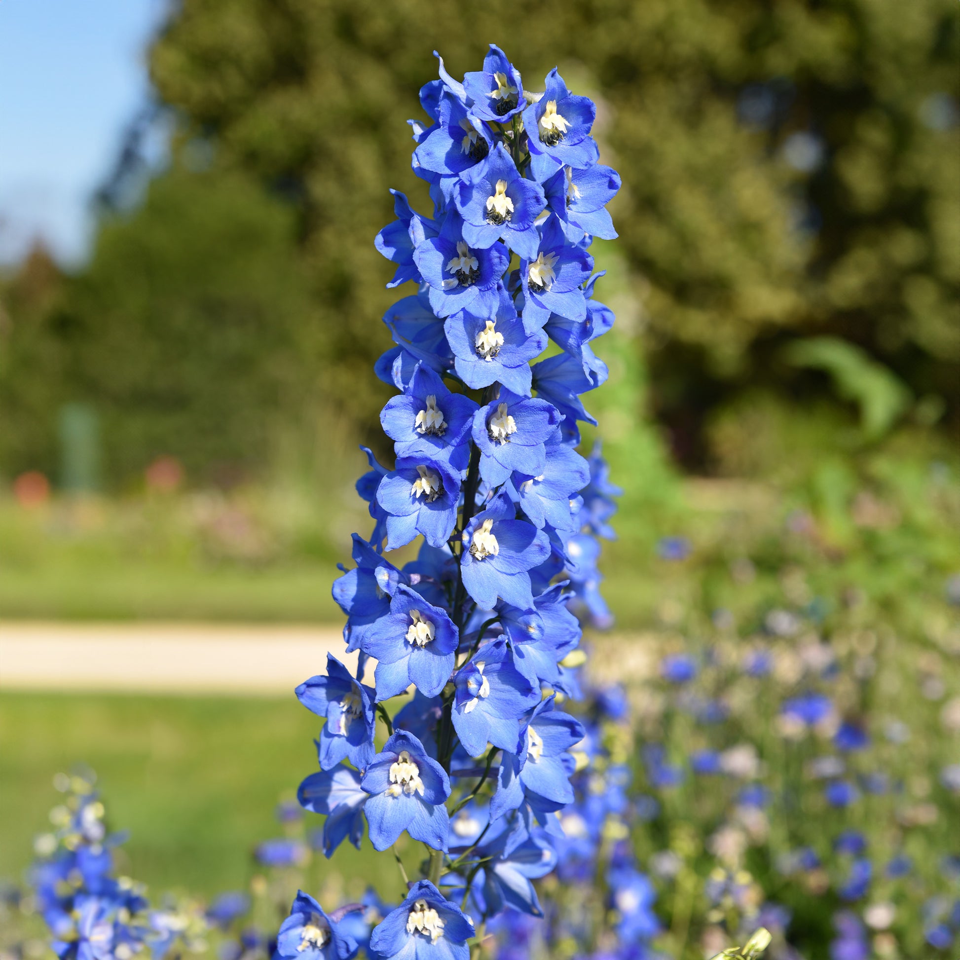 Ridderspoor 'Ciel Blue' (x5) - Delphinium ciel bleu