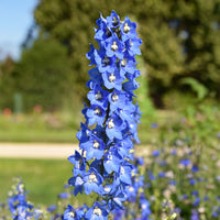 Verkoop Verzameling vaste planten voor buitenbedden (x11) - Delphinium, gypsophila paniculata, centranthus ruber