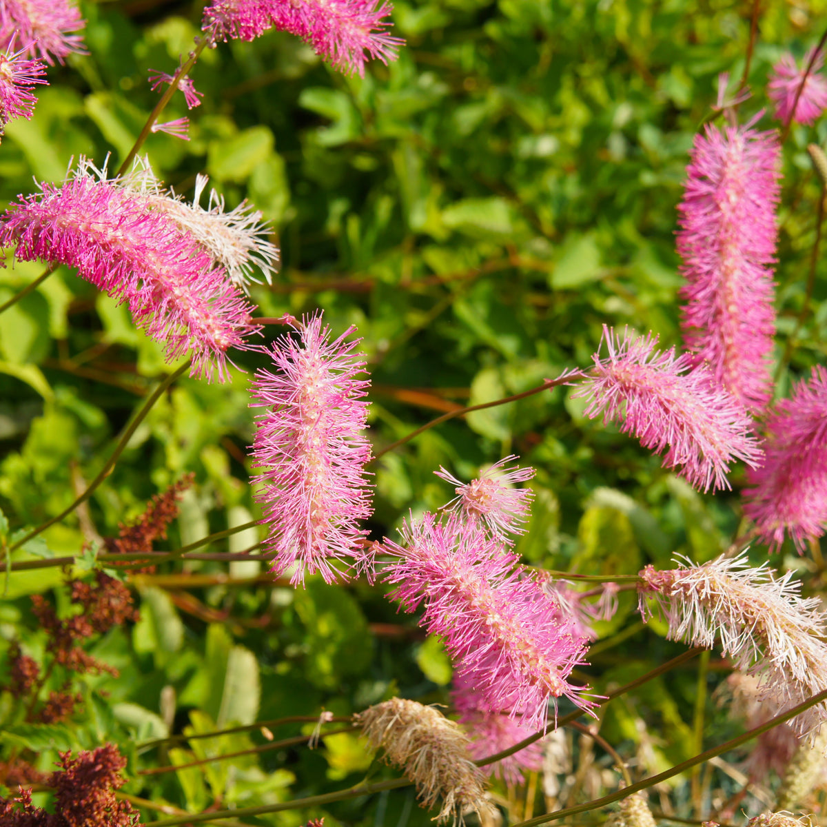 Pimpernel (x3) - Sanguisorba obtusa - Bakker