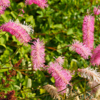 Bloeiende planten - Pimpernel + Virginische ereprijs Mix - Sanguisorba obtusa, Veronicastrum virginicum Cupid
