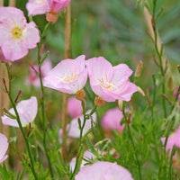 Teunisbloem 'Siskiyou Pink' (x2) roze - Bakker