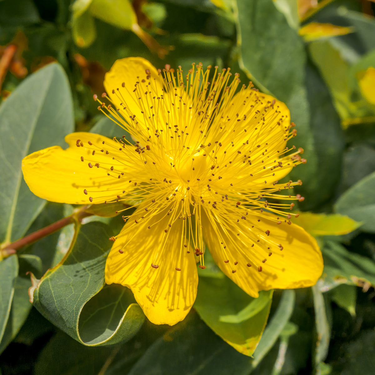 Hertshooi (x5) - Hypericum calycinum - Bakker