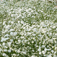 Verzameling vaste planten voor buitenbedden (x11) - Bloeiende vaste planten - Bakker
