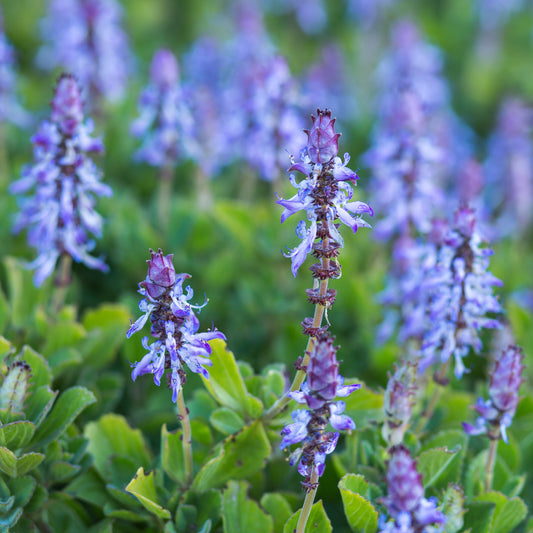 Kattenschrik (x3) - Bakker