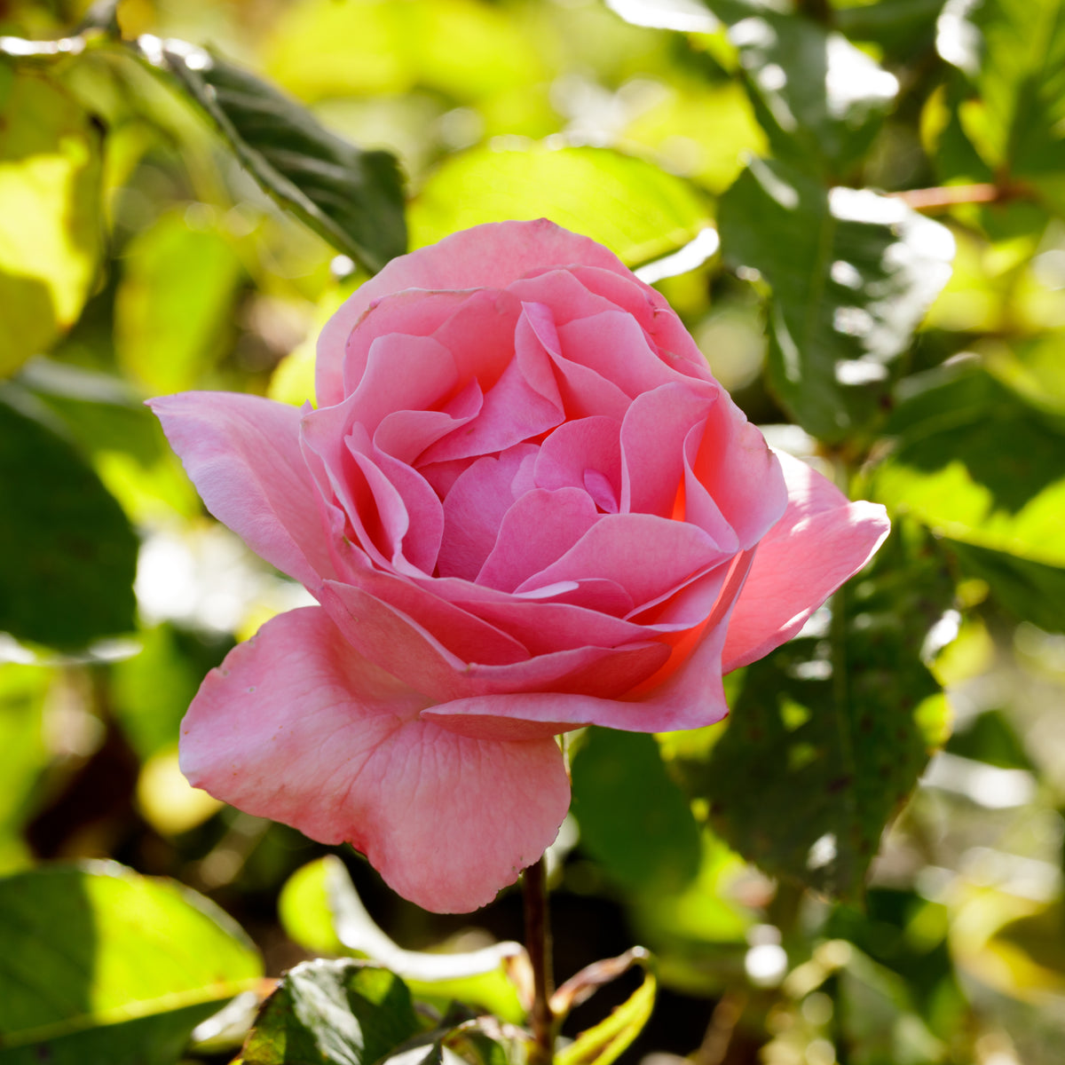 Rozen - Roos 'Queen Elisabeth' - Rosa Queen Elisabeth