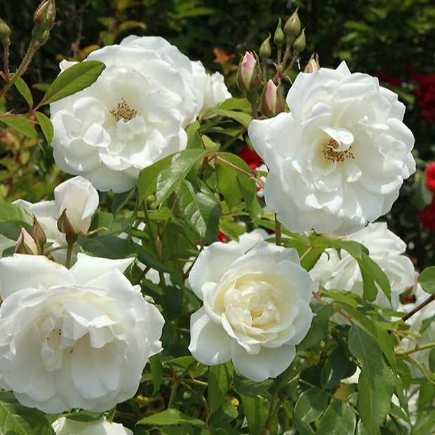 Grootbloemige roos 'Helga' - Rosa helga | Bakker.com