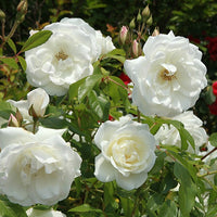 Grootbloemige roos 'Helga' - Rosa helga - Plantsoort