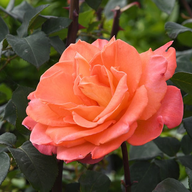 Klimrozen - Klimroos 'Metanoia' - Rosa metanoia