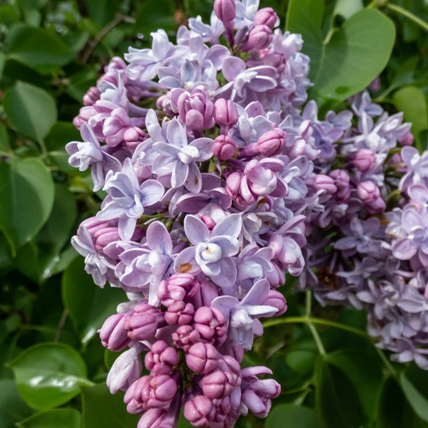 Dubbelbloemige sering - blauw - Bakker