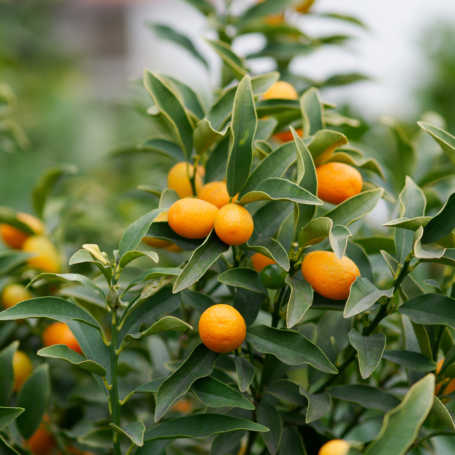 Citrusvruchten