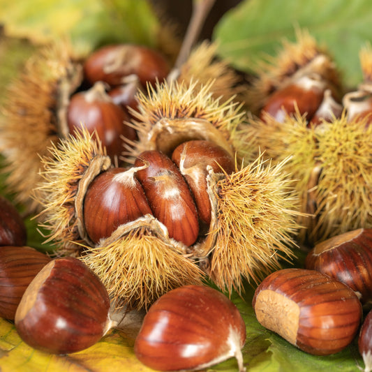 Kastanje - Castanea sativa