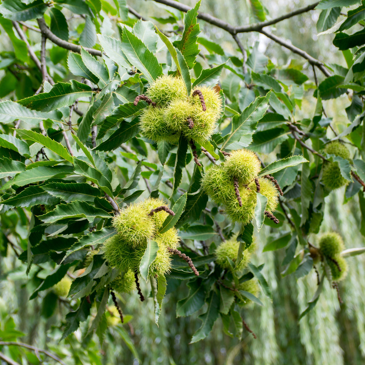 Verkoop Tamme kastanje - Castanea sativa