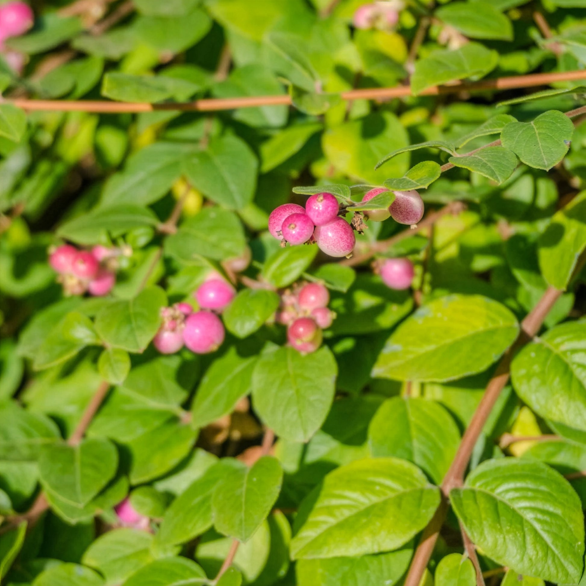 Verkoop Vogelvriendelijke haag Mix - Cotoneaster franchetii, Amelanchier lamarckii, Euonymus europaeus, Symphoricarpos doorenbosii