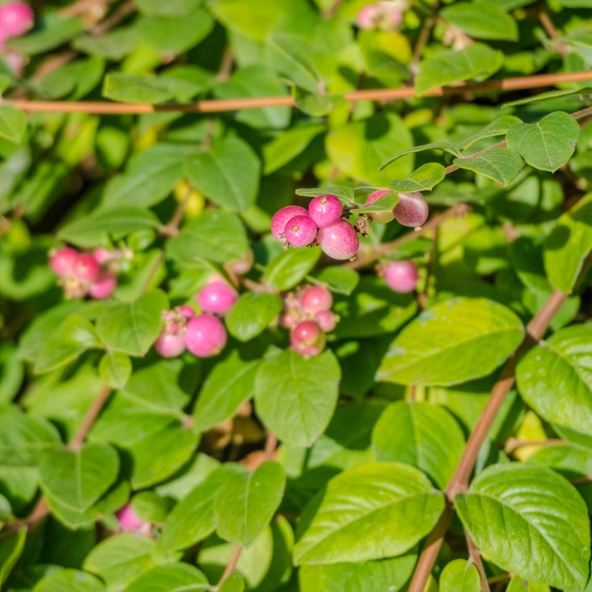 Verkoop Vogelvriendelijke haag Mix - Cotoneaster franchetii, Amelanchier lamarckii, Euonymus europaeus, Symphoricarpos doorenbosii