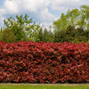 Glansmispel 'Red Robin' (x3) - Bakker