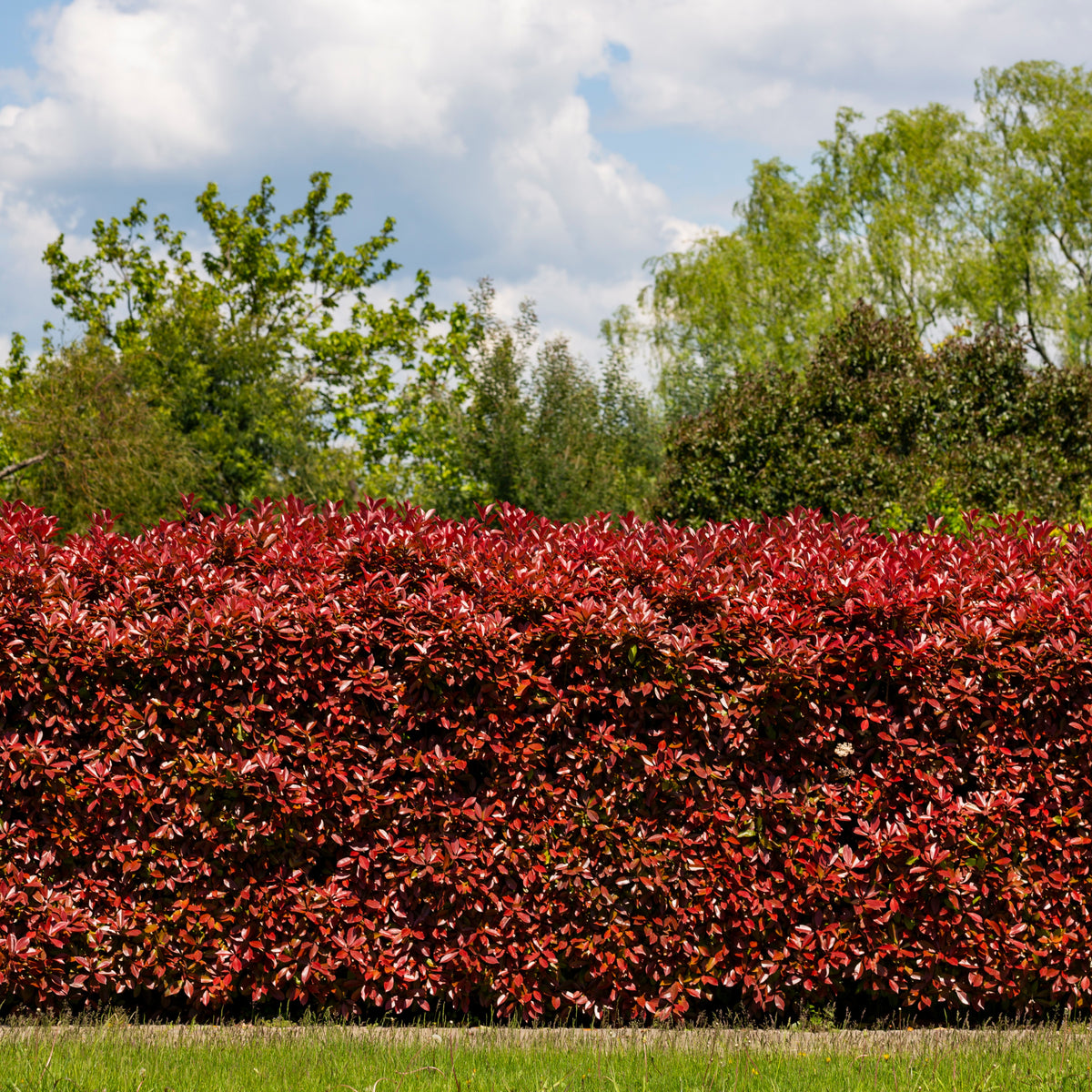 Glansmispel 'Red Robin' (x3) - Bakker