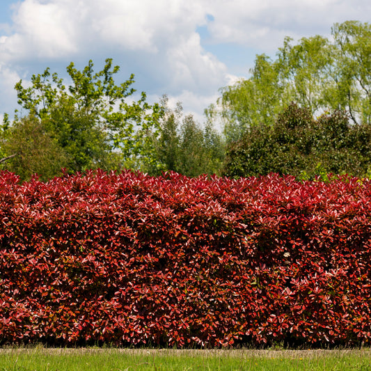 Glansmispel 'Red Robin' (x3) - Bakker