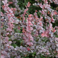 Berberis thunbergii Atropurpurea - Rode zuurbes - 3 meter haag - Berberis