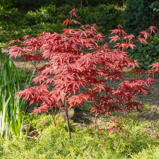 Japanse esdoorn 'Atropurpureum' - Bakker