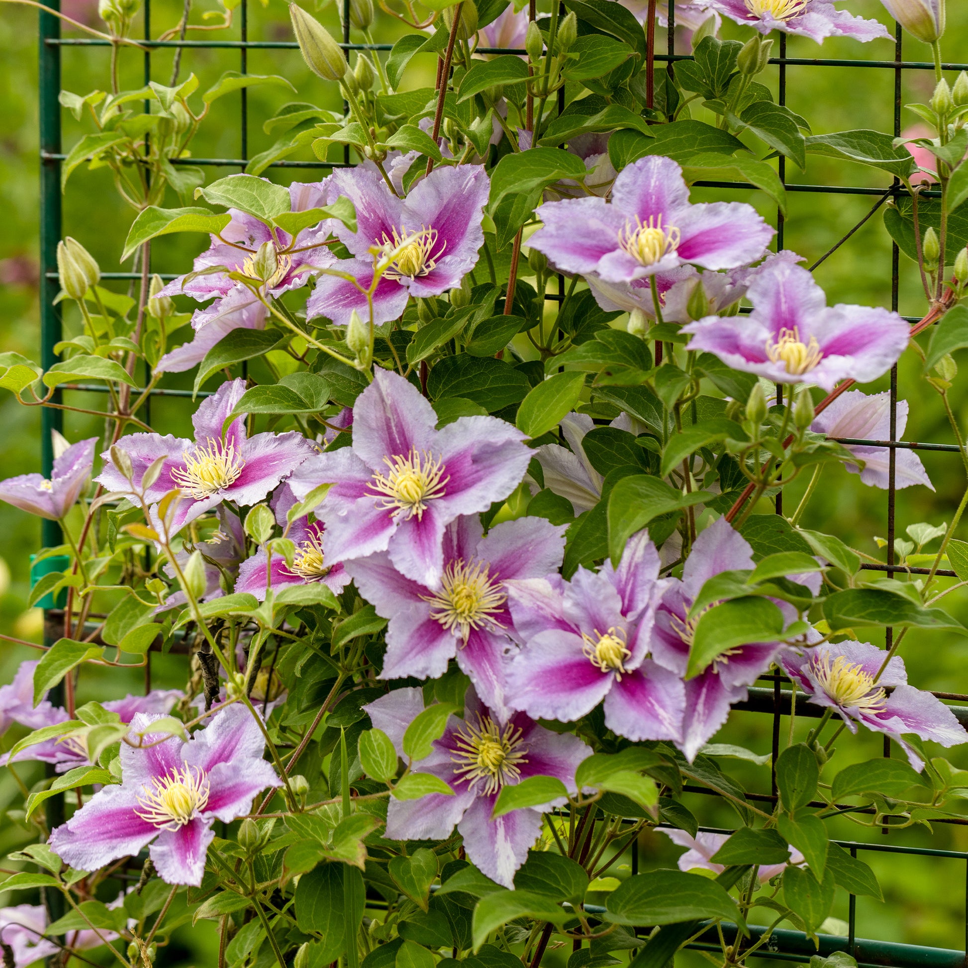 Bosrank 'Piilu' - Clematis patens Piilu