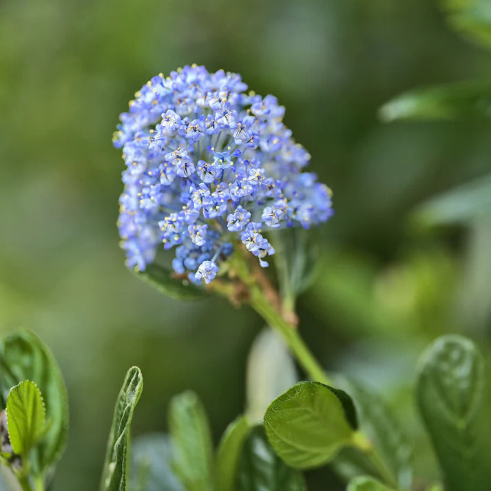 Collectie van Ceanothus (x2) - Ceanothus impressus victoria, ceanothus x pallidus - Tuinplanten