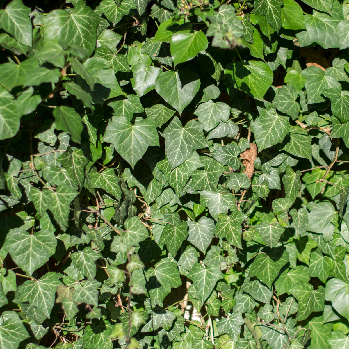 Hedera hibernica - Klimop Hedera hibernica (x3) - Klimop - Hedera