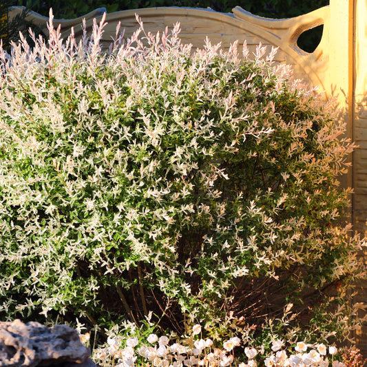Bonte wilg haag 'Hakuro Nishiki' (x3) - Salix integra Hakuro Nishiki - Heesters en vaste planten
