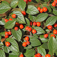 Cotoneaster franchetii - Dwergmispel - Heesters