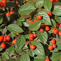 Vogelvriendelijke haag Mix - Cotoneaster franchetii, Amelanchier lamarckii, Euonymus europaeus, Symphoricarpos doorenbosii - Bakker