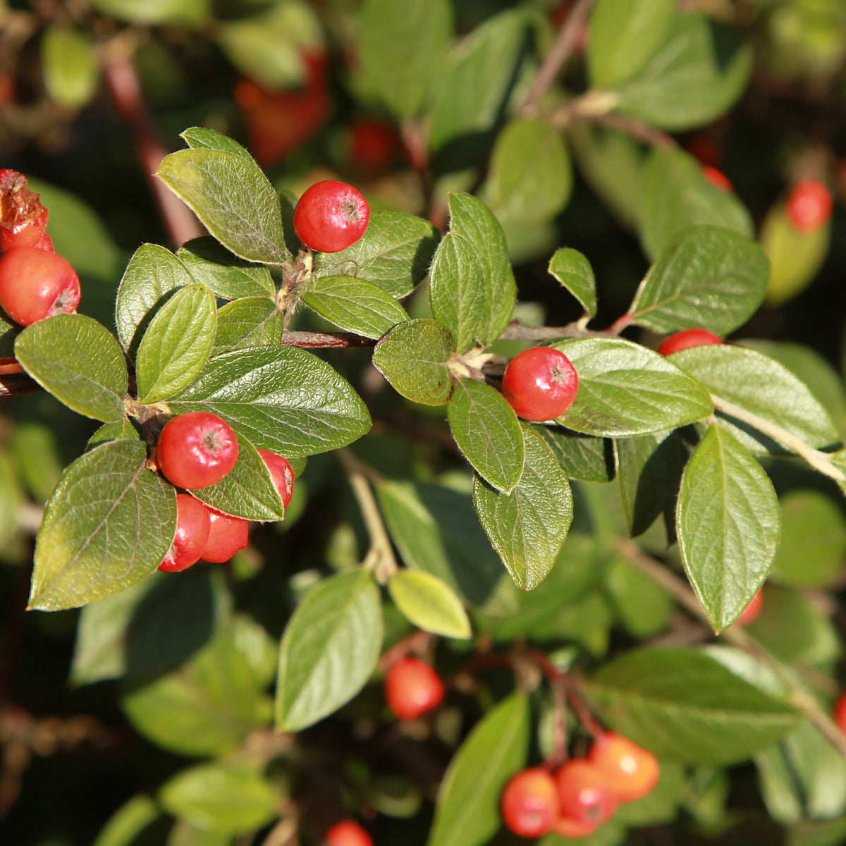 Dwergmispel - Cotoneaster franchetii - Bakker