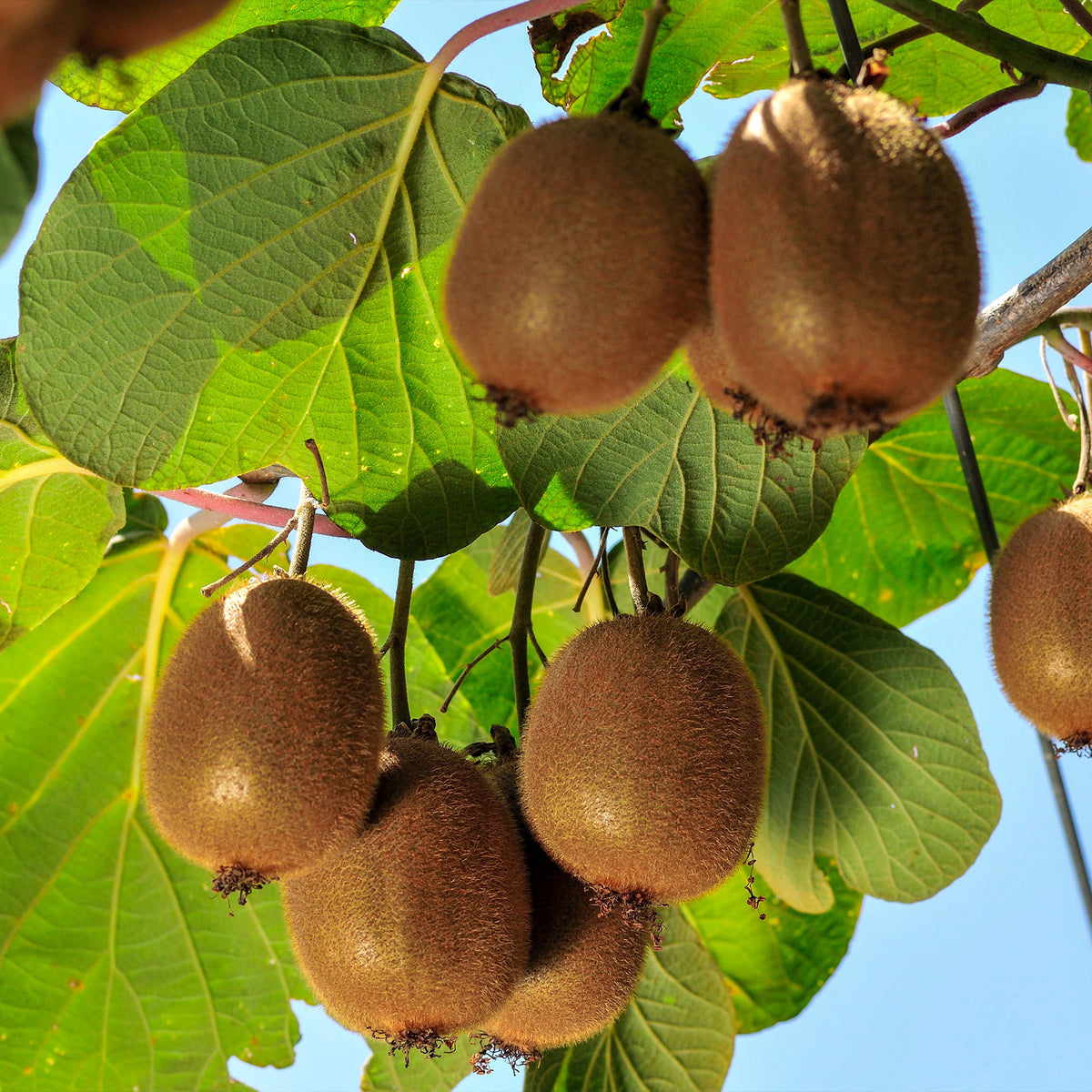 Kiwi zelffertiel 'Solissimo' - Bakker