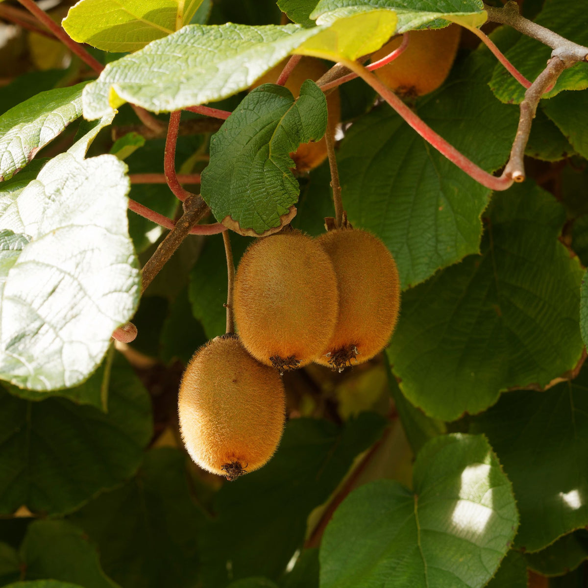 Kiwi zelffertiel 'Solissimo' - Actinidia deliciosa Solissimo ® Renact - Bakker