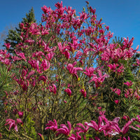 Magnolia 'Susan' - Magnolia Susan - Bakker