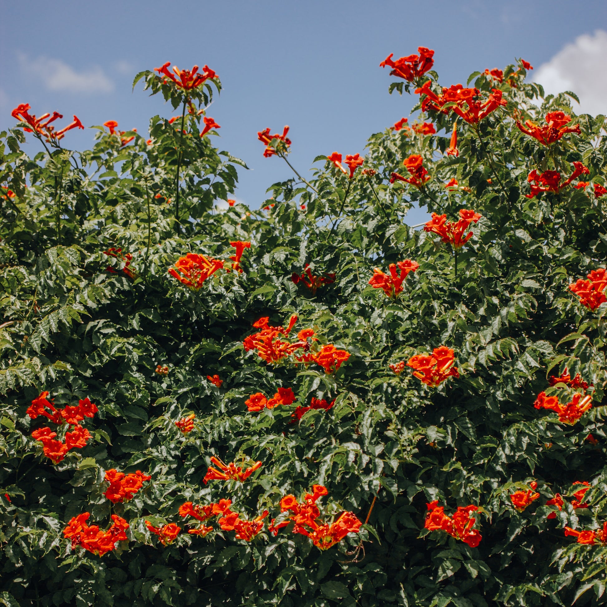 Trompetbloem 'Stromboli' - Campsis radicans stromboli