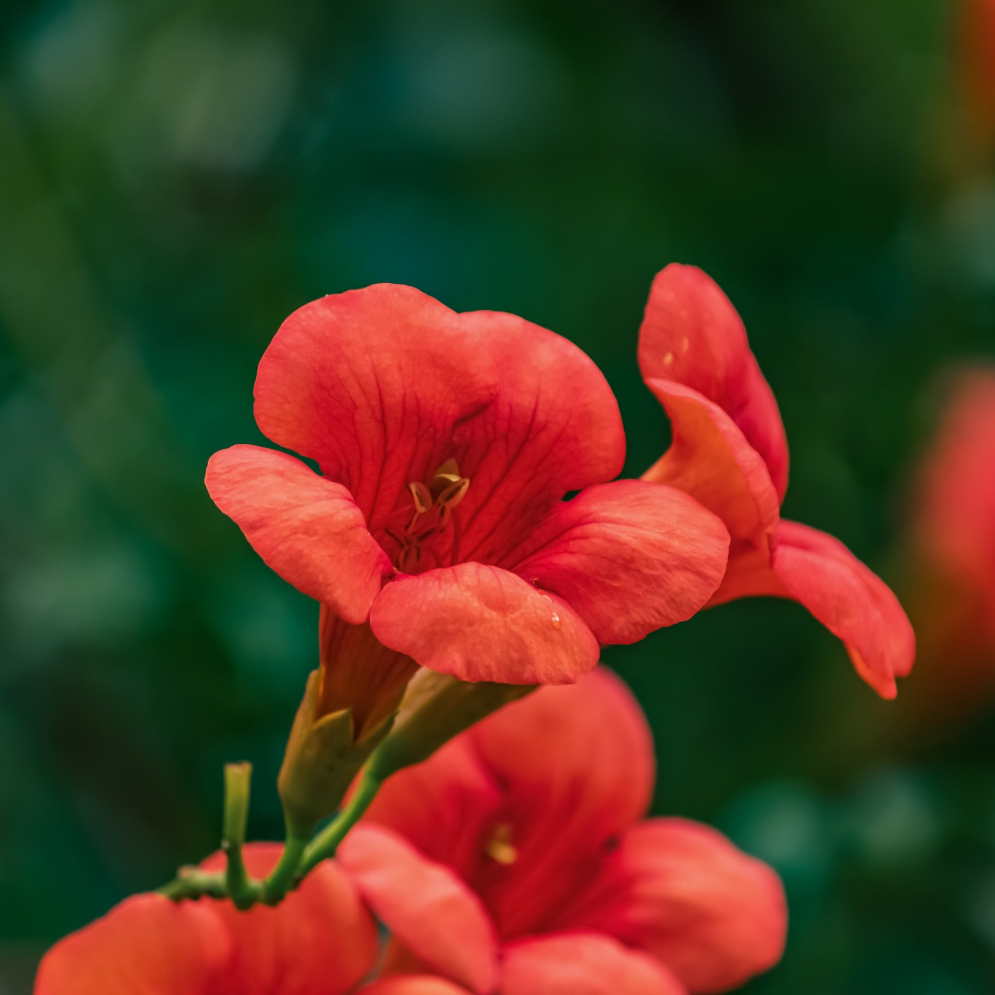 Campsis radicans stromboli - Trompetbloem 'Stromboli' - Klimplanten