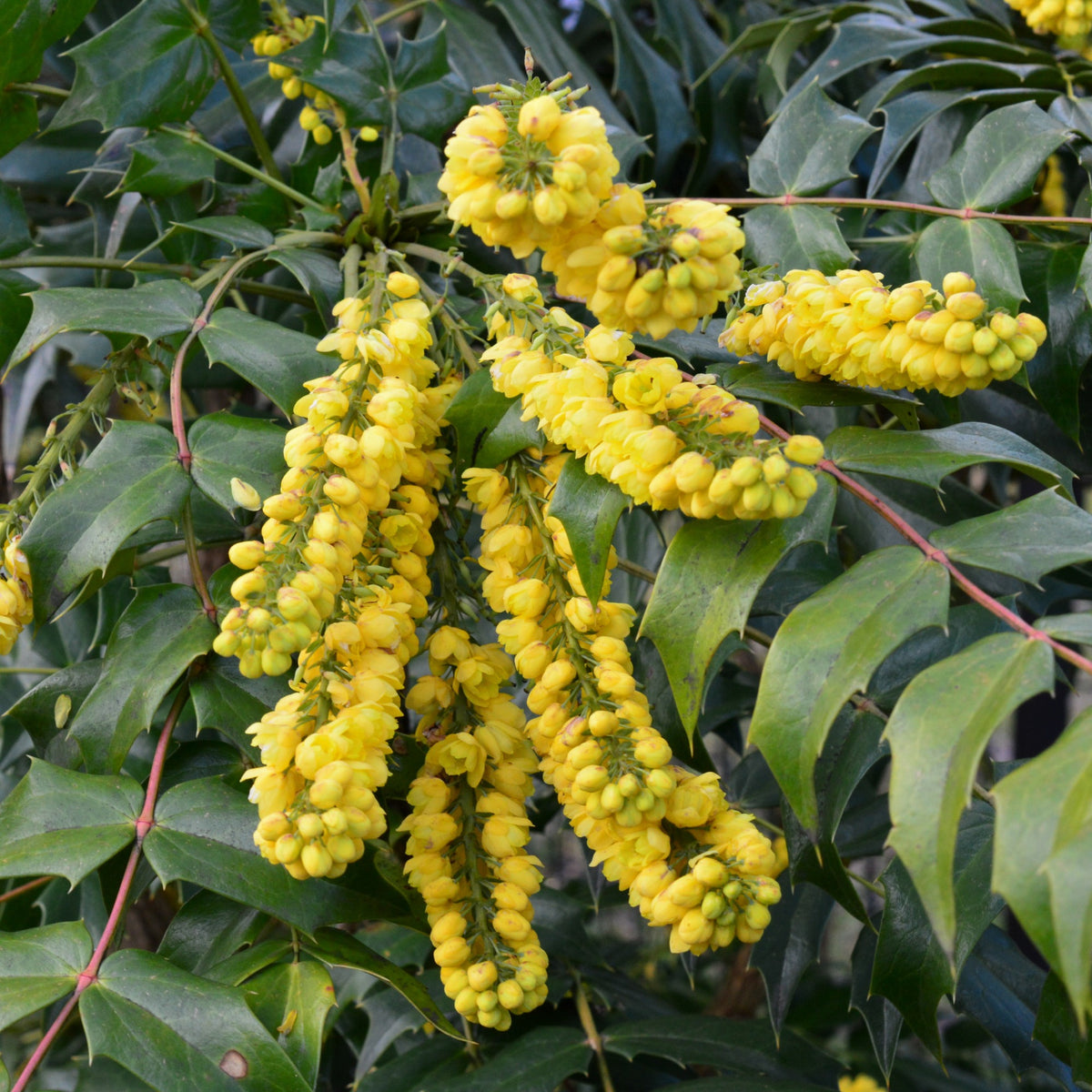 Mahonia x media charity - Mahoniestruik 'Charity' op stam - Wintergroene planten