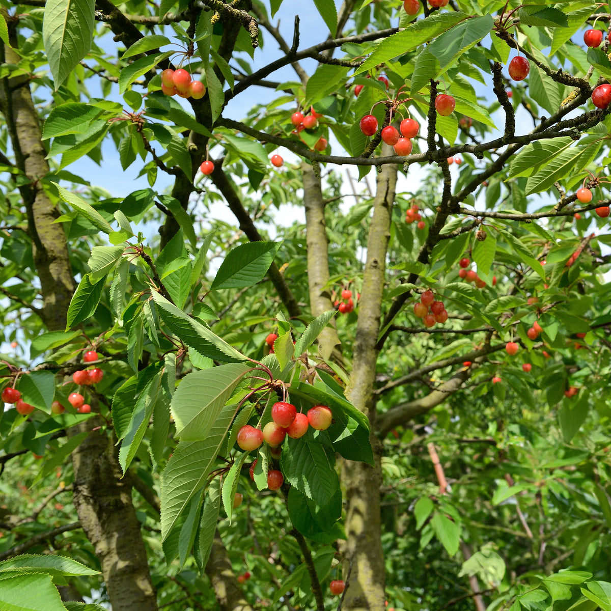 Prunus avium bigarreau Napoléon - Kersenboom 'Bigarreau Napoléon' - Kersenbomen