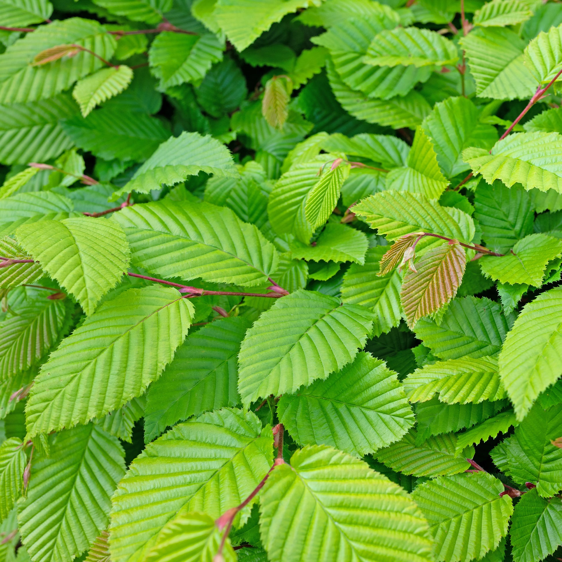 Haagbeuk (x10) - Carpinus betulus - Heesters en vaste planten