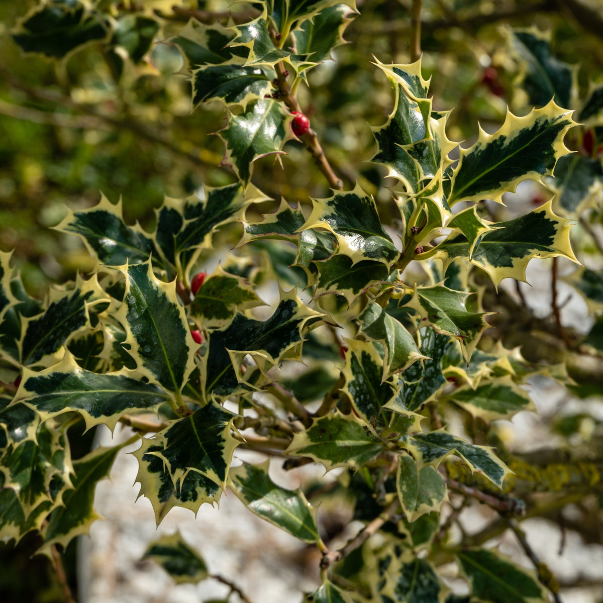 Ilex aquifolium Argentea Marginata - Bonte hulst op stam - Haagheesters